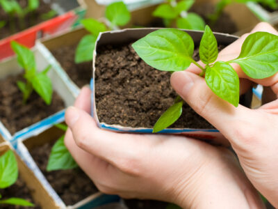 Starting seeds indoors can make planting much easier give you a head start on plants for your garden. Here are some easy tips for how to do it!