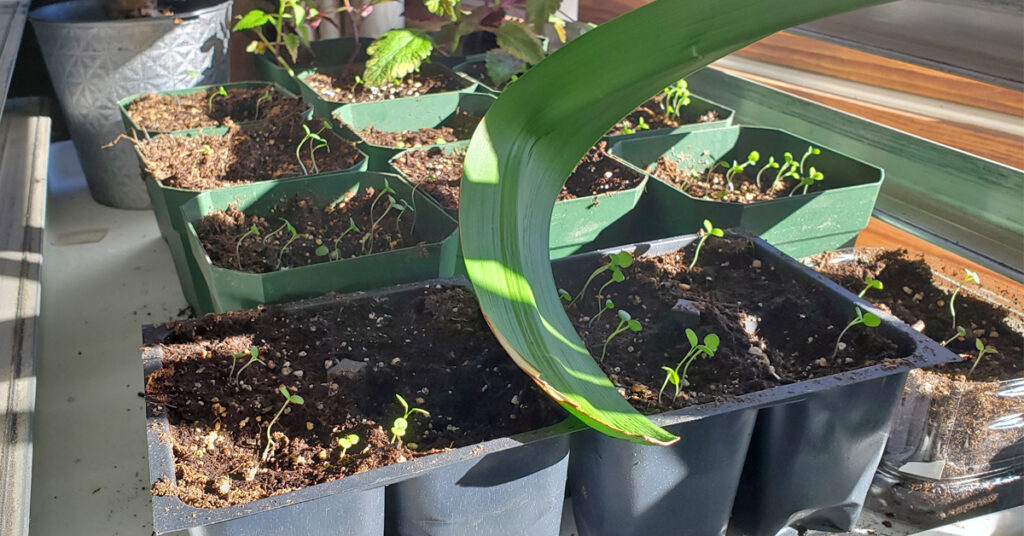 Starting Seeds Indoors How To Start Garden Seeds Living On A Dime