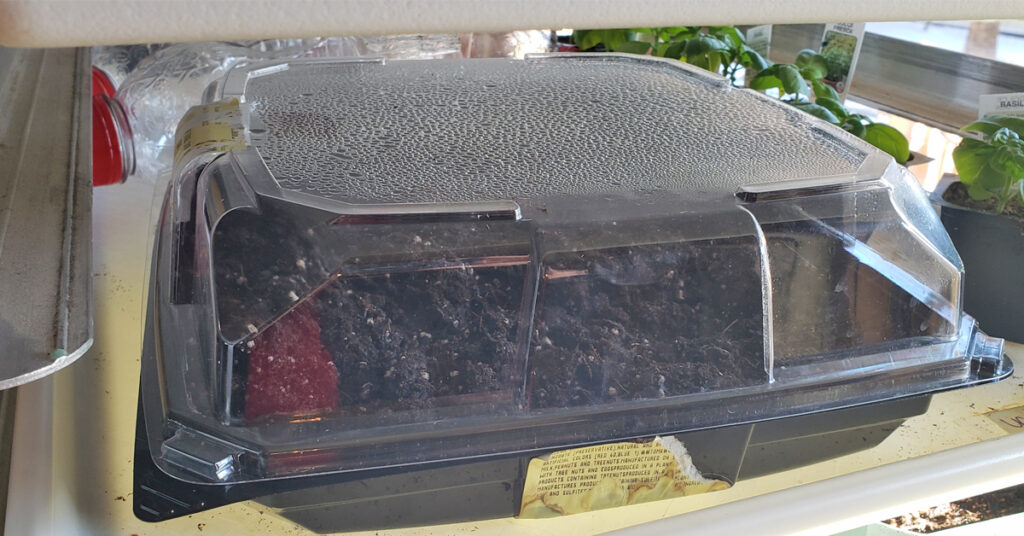 When I'm starting seeds indoors, I like to plant them in a deli tray with a clear lid. That way, it acts as a mini-greenhouse and makes the seeds sprout faster.